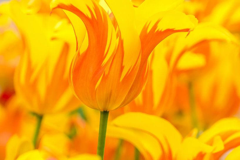 Tulip-Tulipa Fire Wings by Marco Liberto