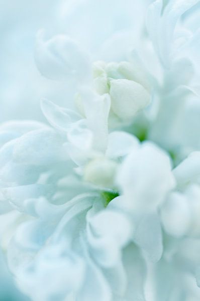 weiße Blüte von Anouschka Hendriks