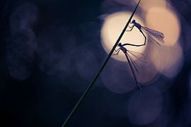 Sich paarende Tengere-Panzerlibellen bei Sonnenaufgang