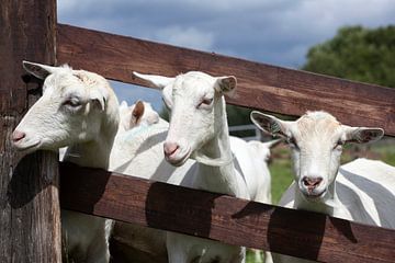 weiße Ziegen stecken ihre Köpfe durch die Bretter eines Zauns auf einer Wiese von anton havelaar