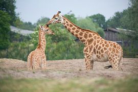 giraf von marijke servaes