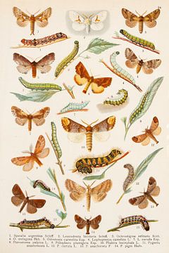 Antike Farbtafel, auf der zahlreiche Schmetterlinge und Raupen abgebildet sind von Studio Wunderkammer