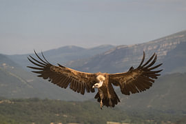 Vale gier zet landing in, in de  Pyreneeën
