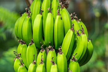 Tros groene bananen van Joost Potma