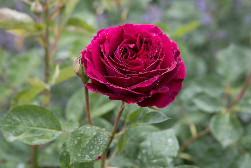 Red rose by Evelien Bauwens
