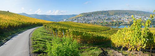 Weg in de wijngaarden bij Bernkastel aan de Moezel