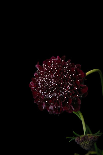 Botanical Form