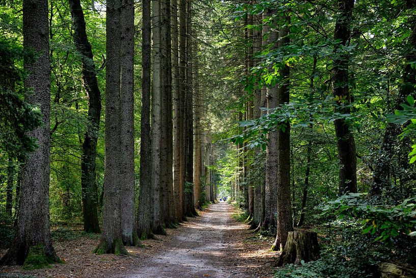 vijlenerbos limburg by Bas Quaedvlieg