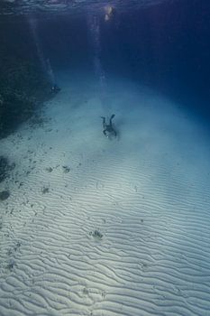 Persluchtduiker in Eel Garden (Dahab, Egypte)
