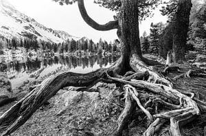 Old Tree, Susanne Landolt sur 1x