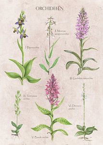 Orchidées