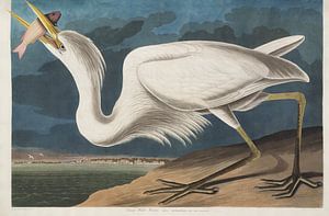 Amerikanischer Blaureiher - Teylers Edition - Vögel Amerikas, John James Audubon von Teylers Museum