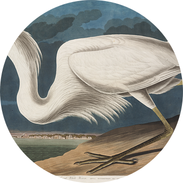 Amerikaanse Blauwe Reiger - Teylers Edition -  Birds of America, John James Audubon van Teylers Museum