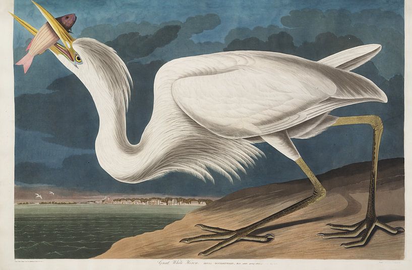 American Blue Heron - Teylers Edition - Birds of America, John James Audubon by Teylers Museum