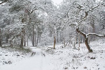 Sneeuw op de Veluwe