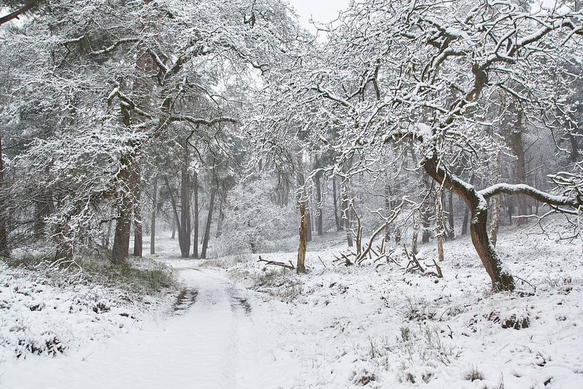 Sneeuw op de Veluwe von Cor de Hamer