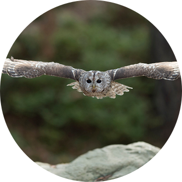 Tawny Owl ( Strix aluco ) in gliding flight, flying through the woods, stretched wings, huge wingspa van wunderbare Erde