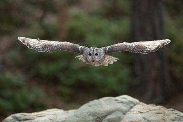 Tawny Owl ( Strix aluco ) in gliding flight, flying through the woods, stretched wings, huge wingspa