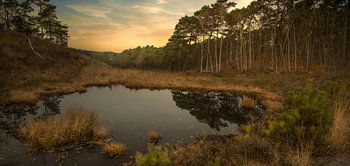 Brunsummerheide