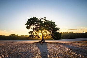 Arbre solitaire sur Richard Nell