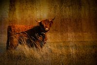 Scottish Highlander