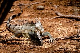 Prachtkerl by Harald Schottner