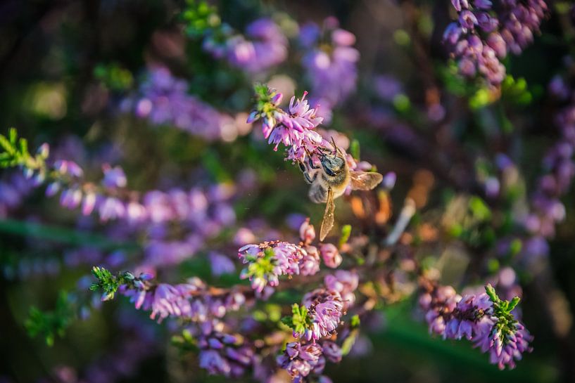 By - purple heather by Sylvia Schuur