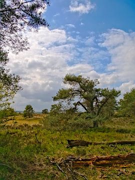 Paysage de bruyères