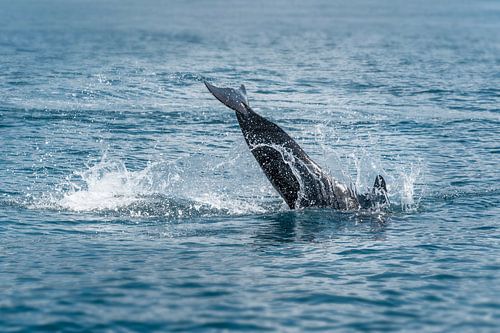 Dans van de Diepte - Springende Dolfijn in de Oceaan