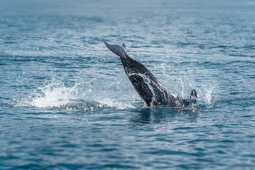 Tanz der Tiefe - Springender Delphin im Ozean von Femke Ketelaar