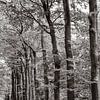 L'allée d'arbres devant moi en couleur sur Kirsten Bloemers