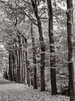 L'allée d'arbres devant moi en couleur