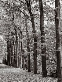 The lane of trees in front of me in colour