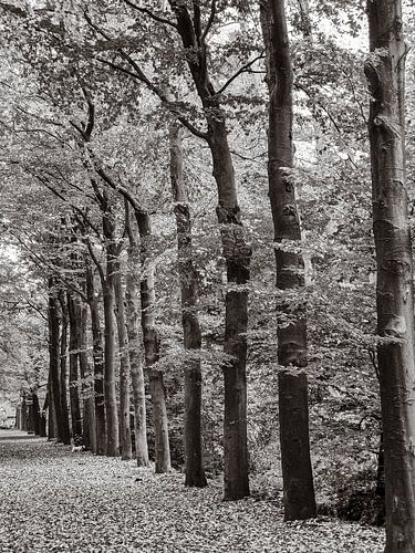 The lane of trees in front of me in colour