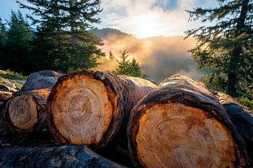 Bäume im Nebel – Natürliche Atmosphäre von Poster Art Shop