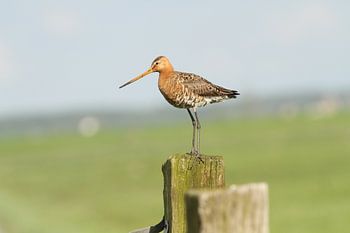 Black-tailed godwit on stilts near Eemnes