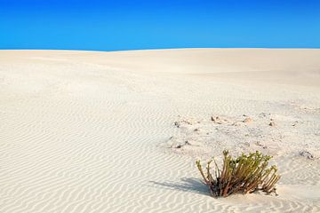 Sand Dunes by Bo Valentino