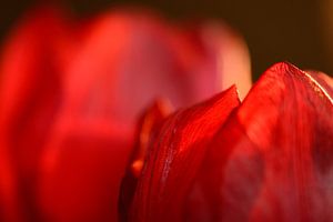 Red tulip sur Gonnie van de Schans