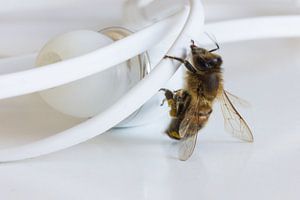 L'abeille grimpe sur les écouteurs