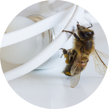 Bee klimt op koptelefoon van Besa Art