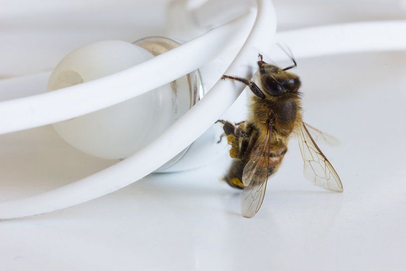 Biene klettert auf Kopfhörer von Besa Art