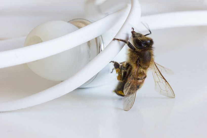 Bee climbs on headphones by Besa Art
