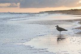 Repos : une mouette sur la plage de Cadzand, en Zélande. sur Marjolijn van den Berg