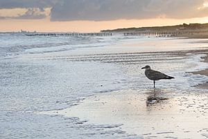 Rust: Een meeuw op het strand in Cadzand, Zeeland van Marjolijn van den Berg