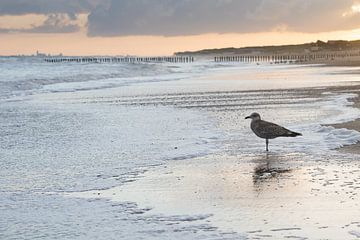 Ruhe: Eine Möwe am Strand von Cadzand, Zeeland von Marjolijn van den Berg