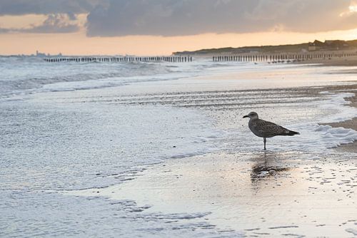 Rust: Een meeuw op het strand in Cadzand, Zeeland