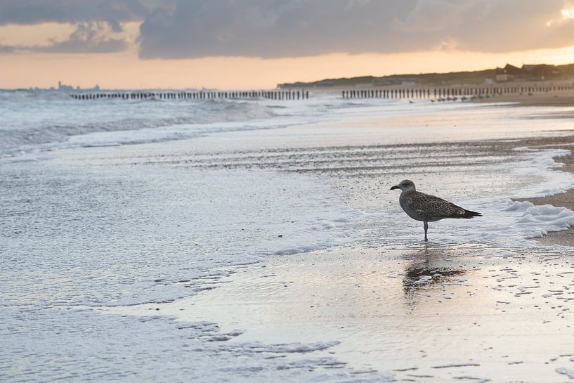 Ruhe: Eine Möwe am Strand von Cadzand, Zeeland von Marjolijn van den Berg