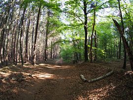 Aufgehende Sonne im Wald 1 von Huib van Wees