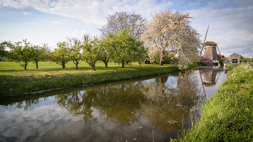 A Dutch mill in springtime by Michel Geluk