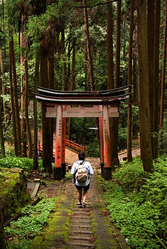 Randonnée dans les forêts japonaises, Kyoto, Japon